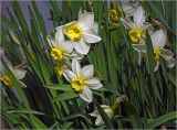 genus Narcissus