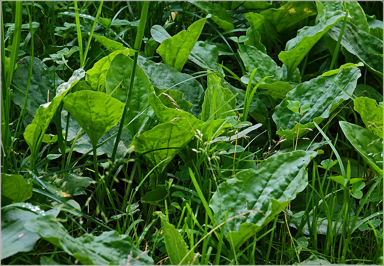 Image of Plantago major specimen.