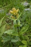 Gentiana punctata