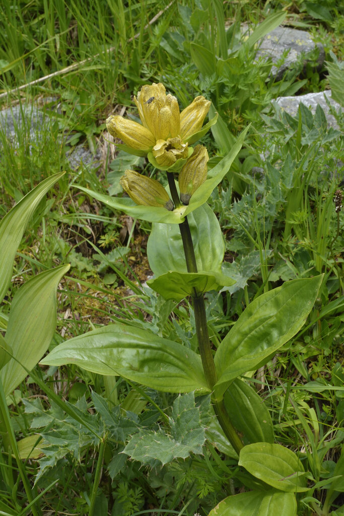 Изображение особи Gentiana punctata.