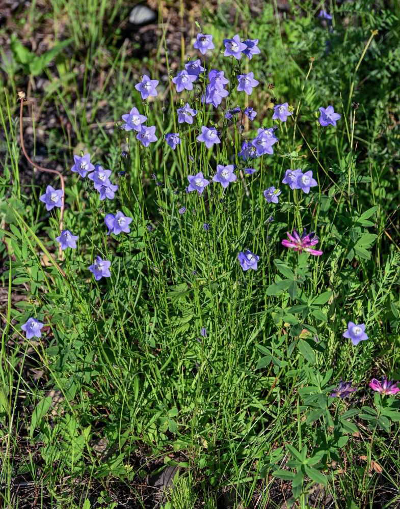 Image of Campanula rotundifolia specimen.