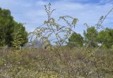 Artemisia campestris subspecies glutinosa