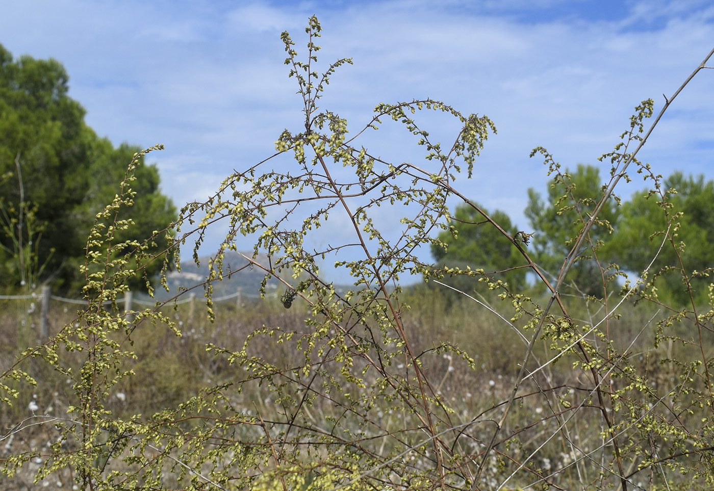 Изображение особи Artemisia campestris ssp. glutinosa.