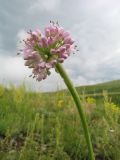 Allium nutans