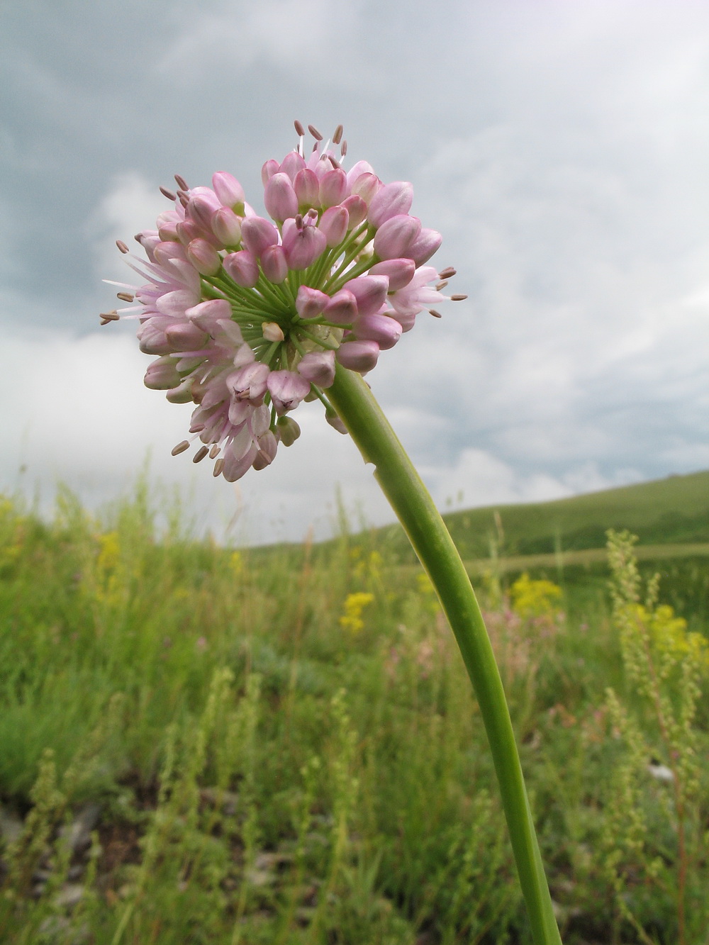 Image of Allium nutans specimen.