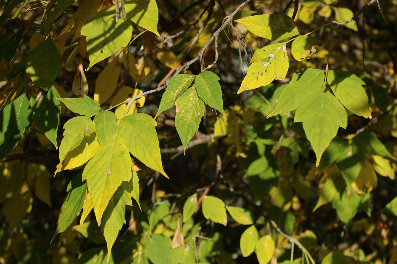 Image of Acer negundo specimen.