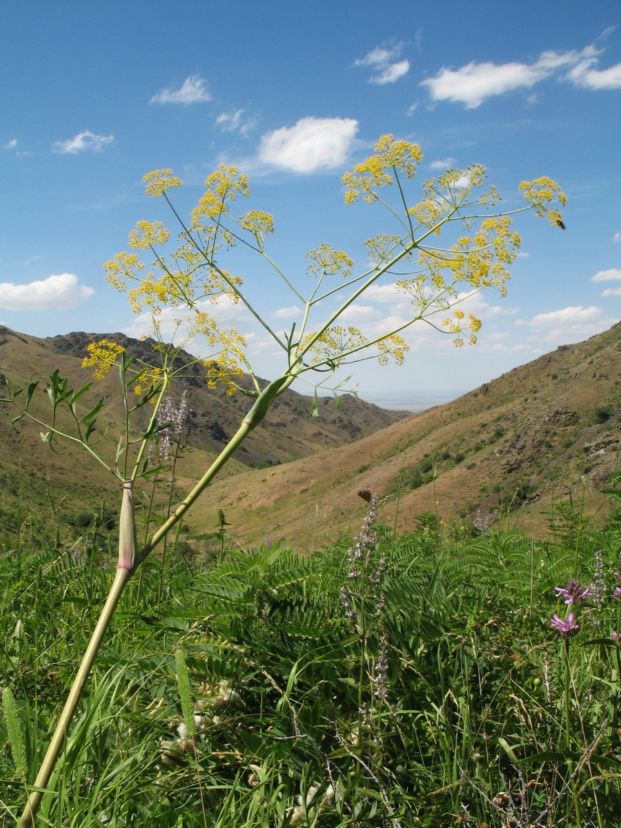 Изображение особи Ferula akitschkensis.