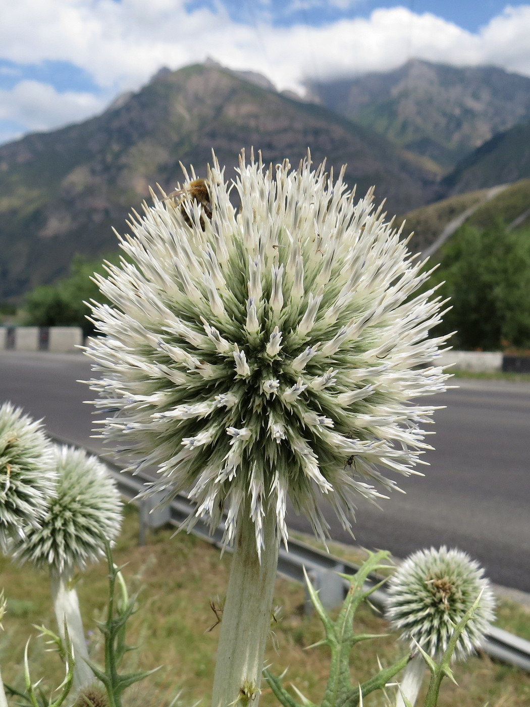 Image of genus Echinops specimen.