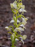 Platanthera chlorantha