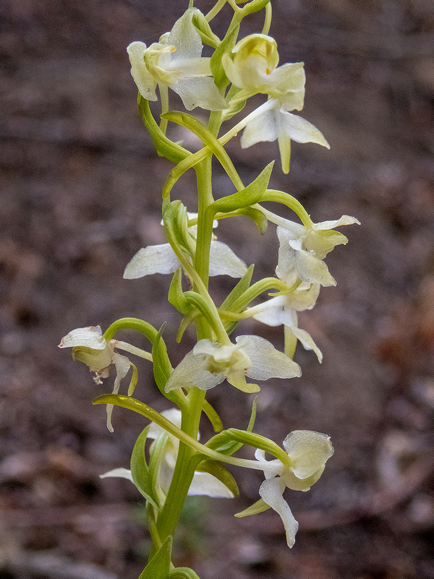 Image of Platanthera chlorantha specimen.