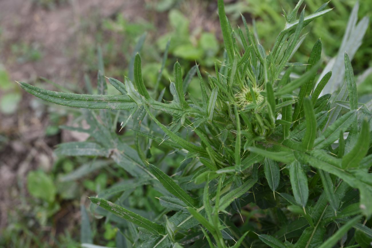 Изображение особи род Cirsium.