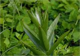 Fritillaria imperialis. Верхушка вегетирующего растения. Московская обл., Раменский р-н, окр. дер. Хрипань, садовый участок. 08.05.2024.