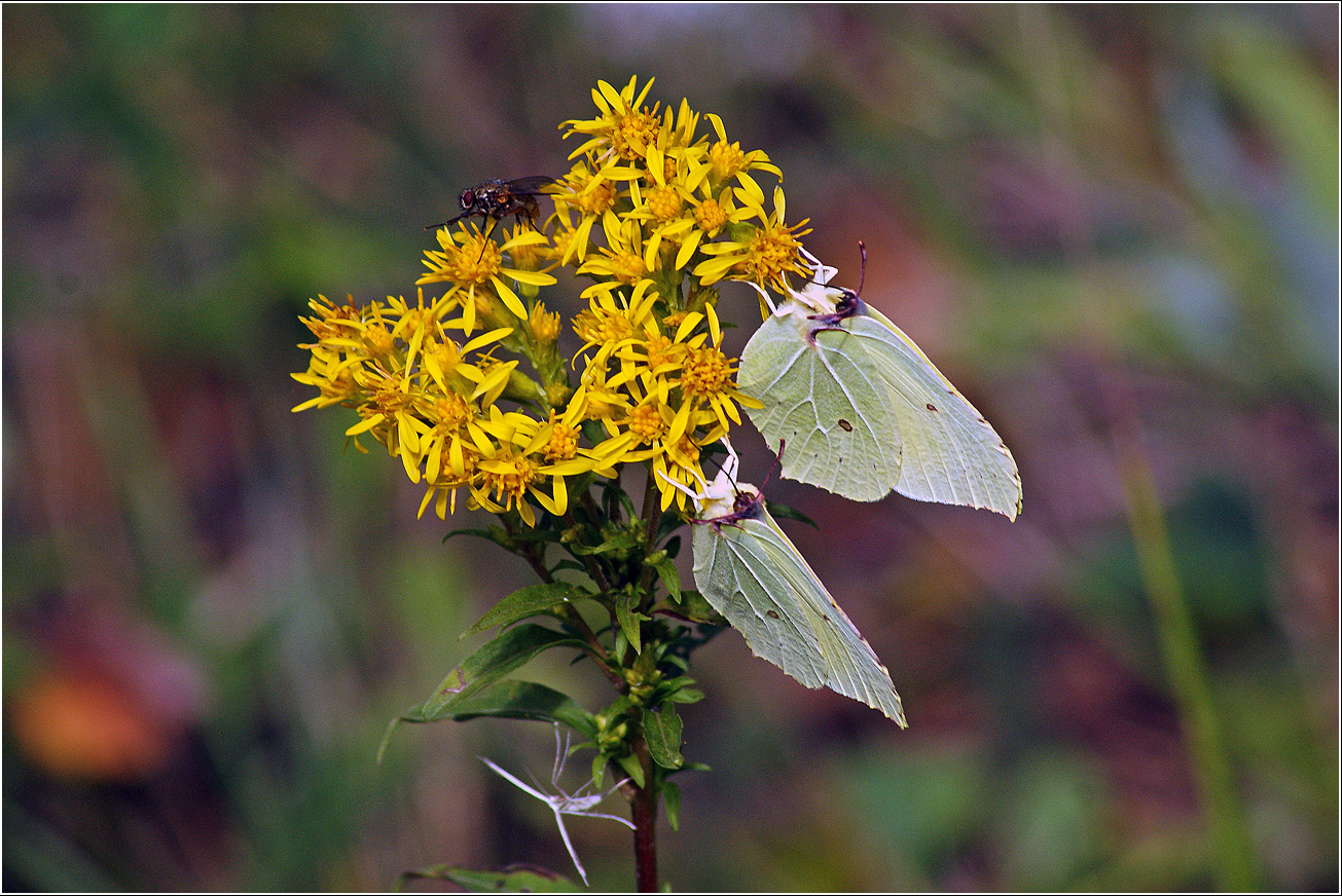 Изображение особи Solidago virgaurea.