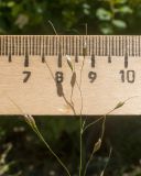 View full-size image Achnatherum virescens