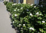 View full-size image Rosa rugosa