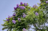 View full-size image Jacaranda mimosifolia