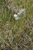 View full-size image genus Eriophorum