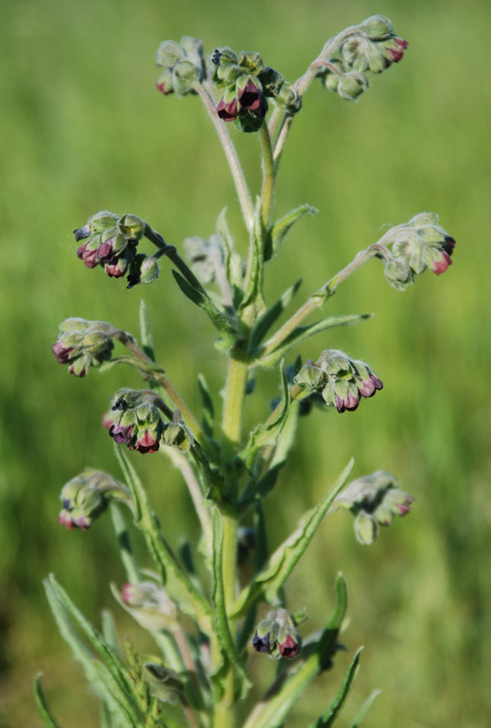 Image of Cynoglossum officinale specimen.