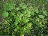 genus Alchemilla. Куртина цветущих растений. Кольский полуостров, Восточный Мурман, Дальние Зеленцы, высокий берег в куту бухты Оскара. 13.07.2011.