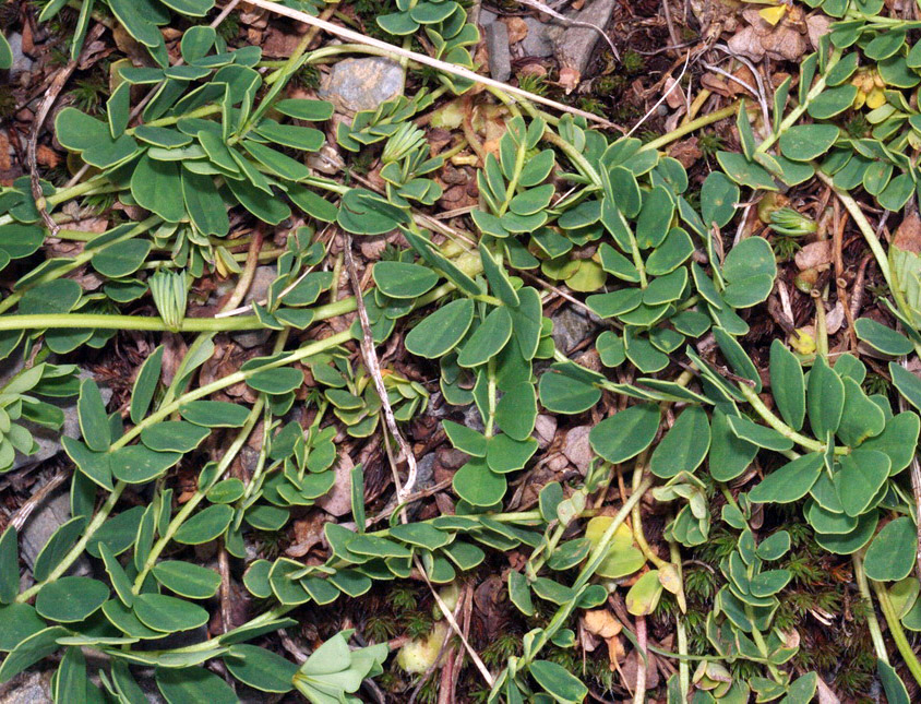 Image of Securigera balansae specimen.