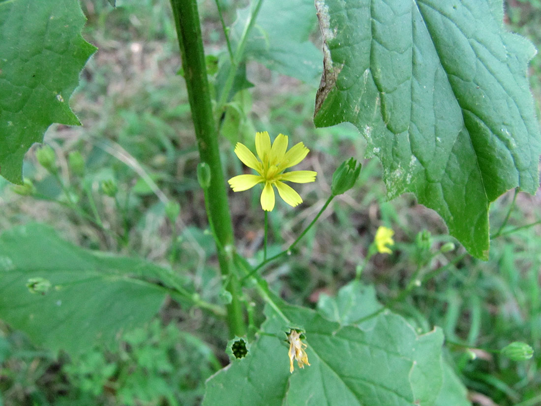 Image of Lapsana communis specimen.