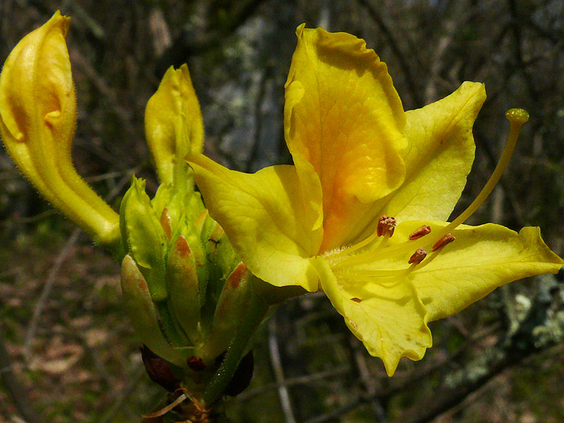 Изображение особи Rhododendron luteum.