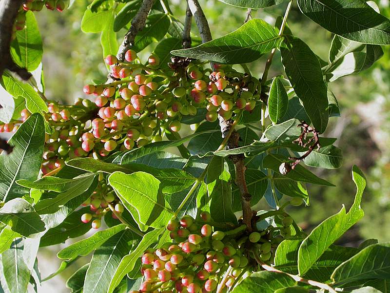 Изображение особи Pistacia mutica.