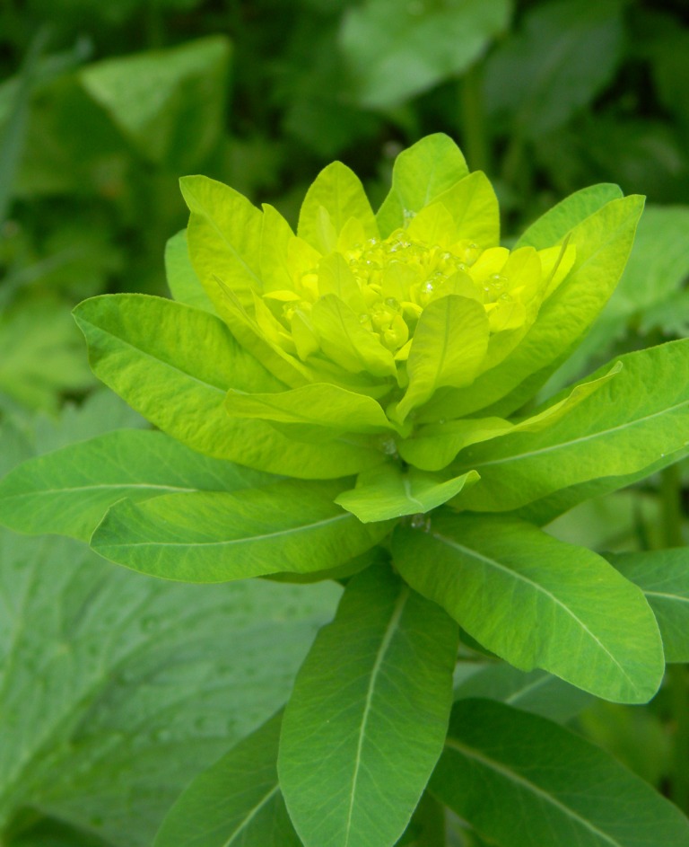 Image of Euphorbia pilosa specimen.