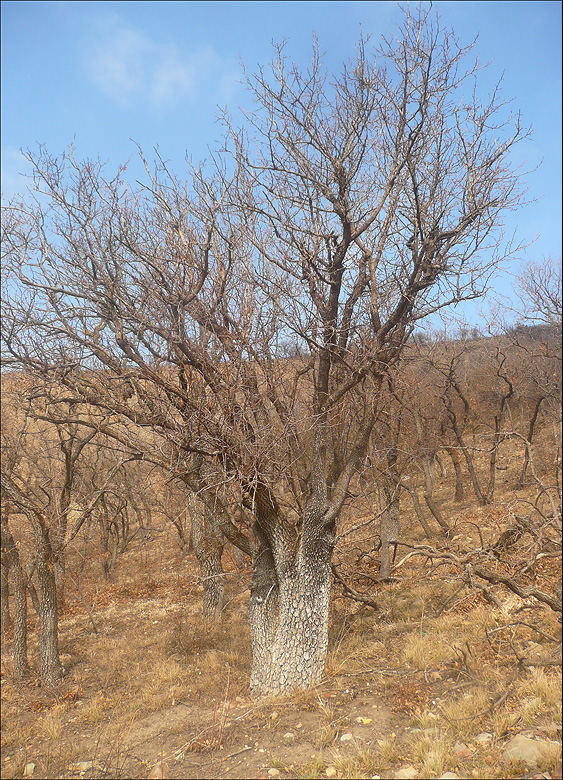 Image of Pistacia mutica specimen.