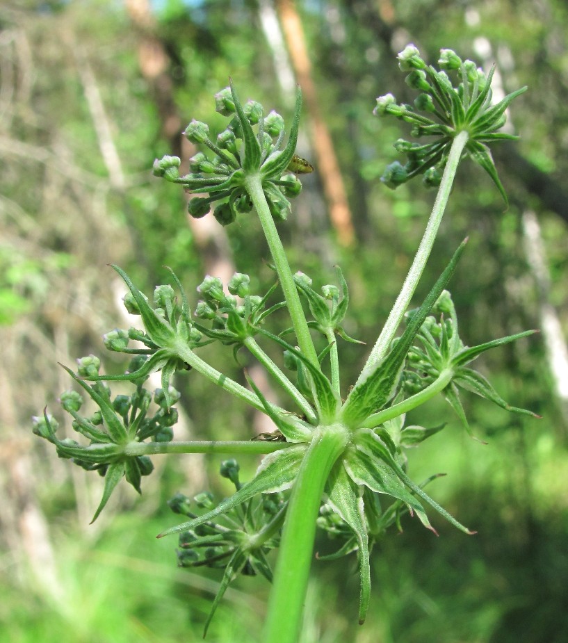 Image of Thyselium palustre specimen.