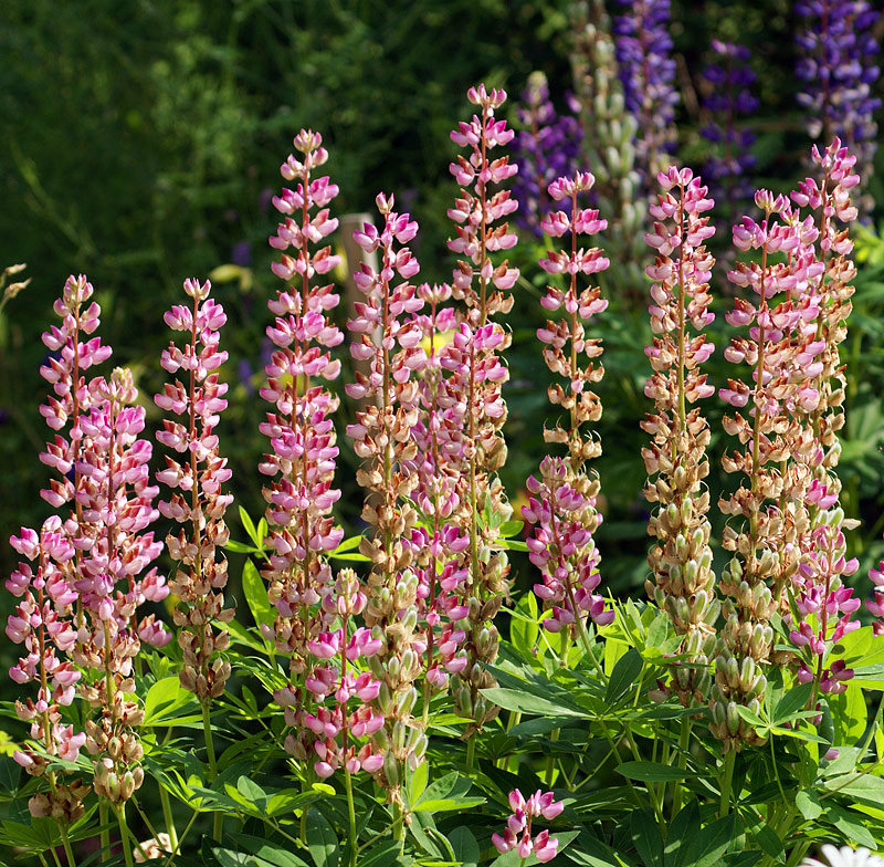 Изображение особи Lupinus &times; regalis.