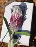 Trifolium dichroanthum. Верхушка побега с соцветием. Израиль, Шарон, г. Герцлия, травостой на песчаной почве. 03.04.2012.