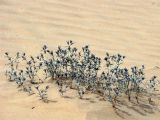 Moltkiopsis ciliata. Молодые побеги. Израиль, пустыня Негев, пески Халуца. 02.04.2011.