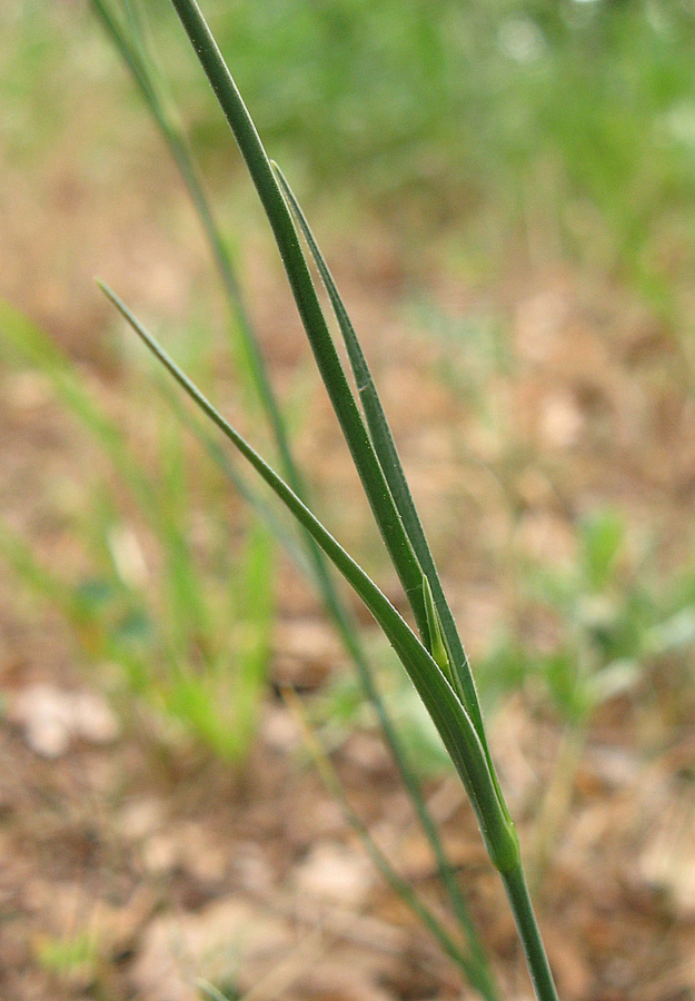 Image of Dianthus marschallii specimen.