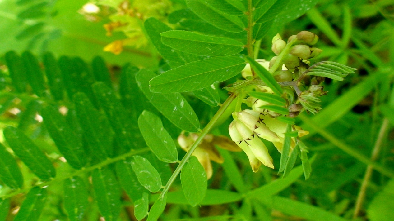 Image of Vicia abbreviata specimen.