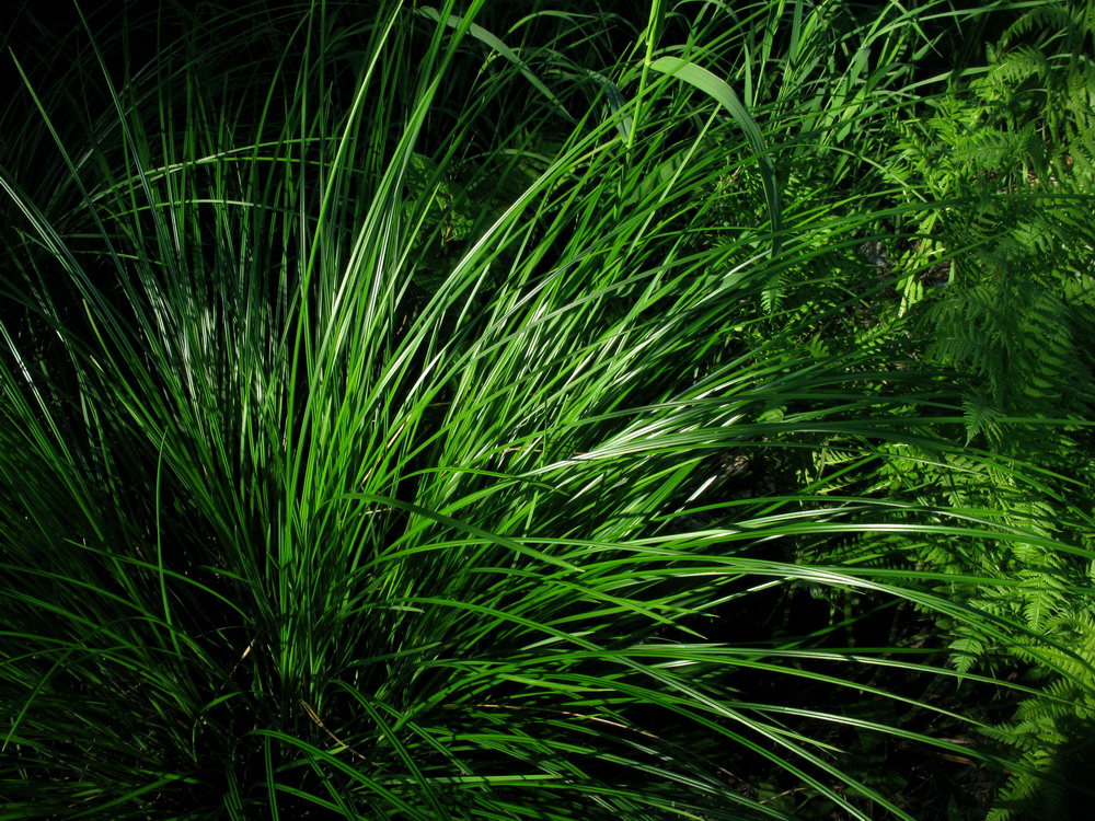 Image of Carex cespitosa specimen.