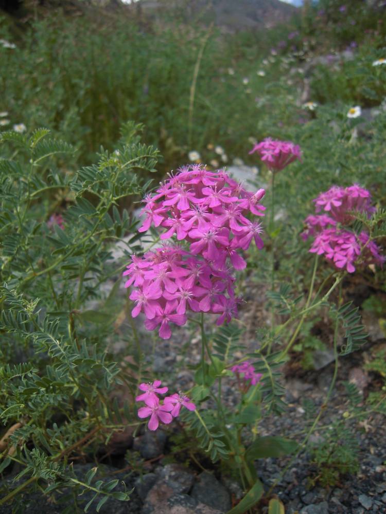 Image of Silene compacta specimen.