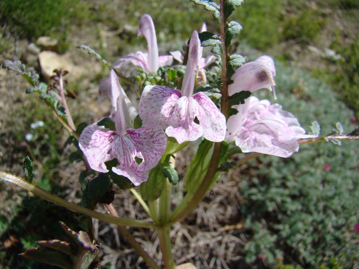 Image of Pedicularis waldheimii specimen.