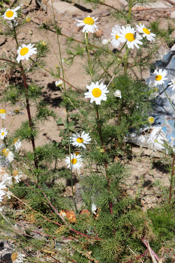 Image of Tripleurospermum inodorum specimen.