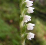 Goodyera repens. Часть соцветия. Хабаровский край, Ванинский р-н, верховье р. Хуту, зеленомошный ельник. 20.07.2012.