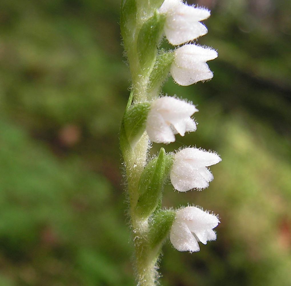 Изображение особи Goodyera repens.