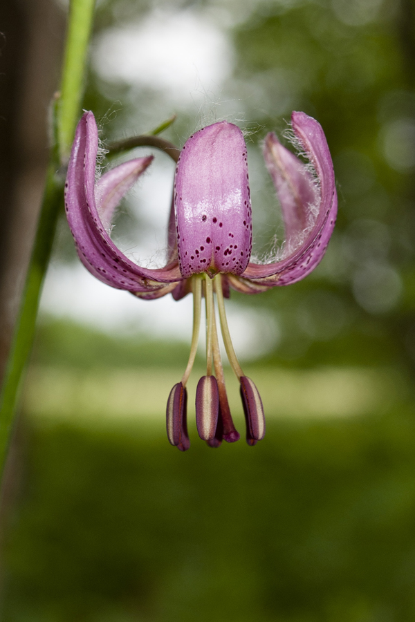 Image of Lilium pilosiusculum specimen.