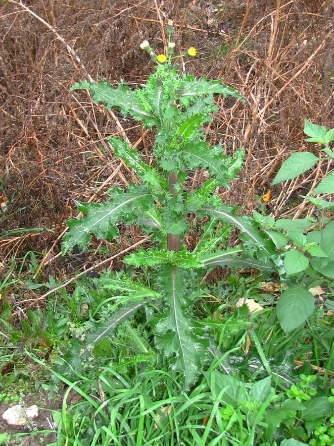 Изображение особи Sonchus asper.