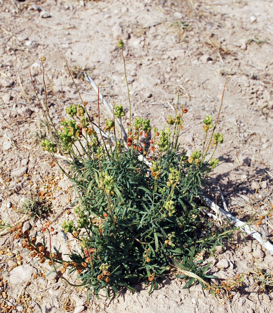 Image of Reseda lutea specimen.