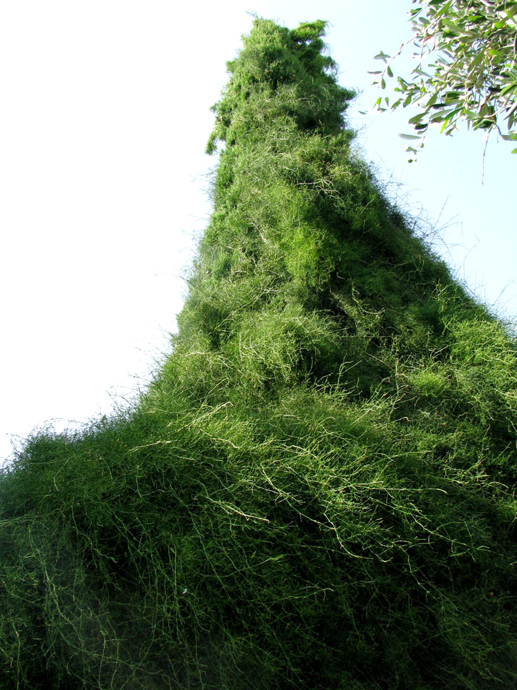 Image of Ephedra foeminea specimen.