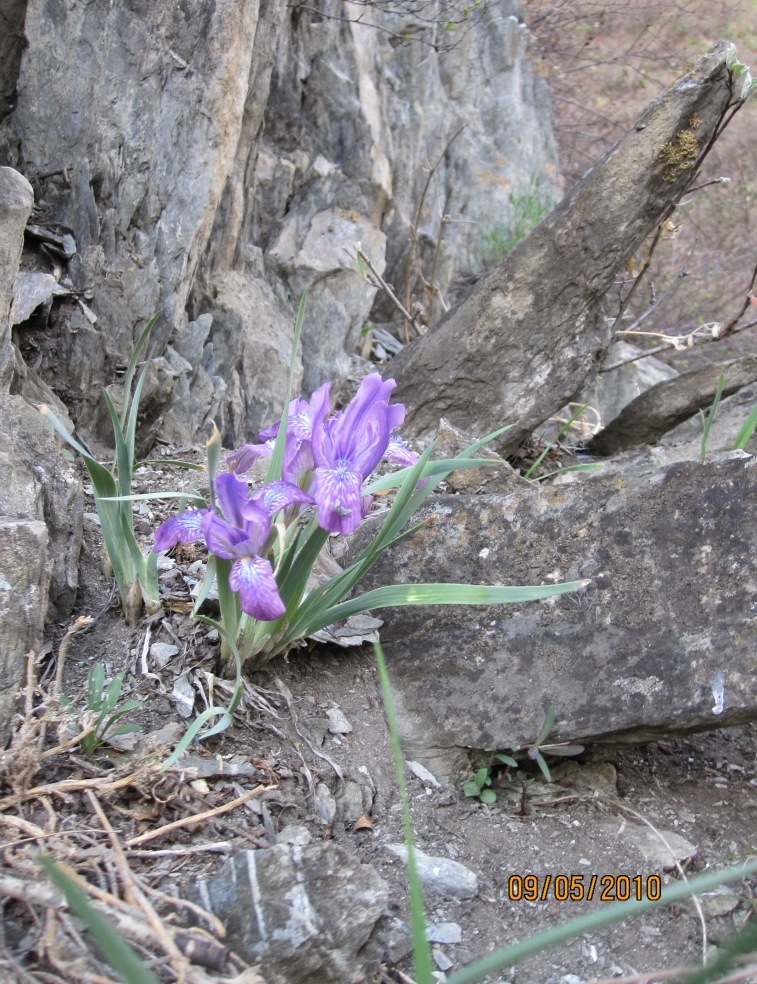 Image of Iris tigridia specimen.