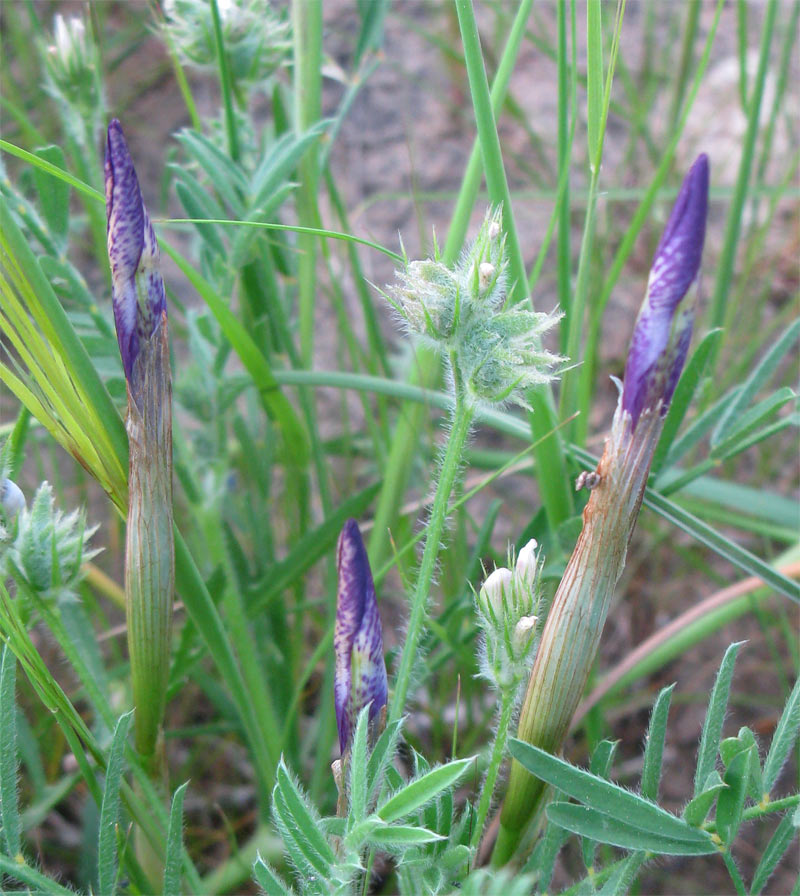 Image of Moraea sisyrinchium specimen.