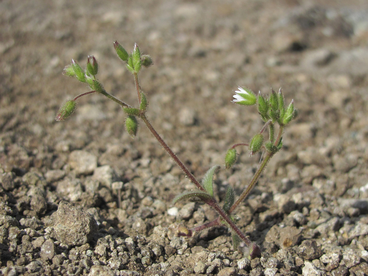 Image of Cerastium crassiusculum specimen.