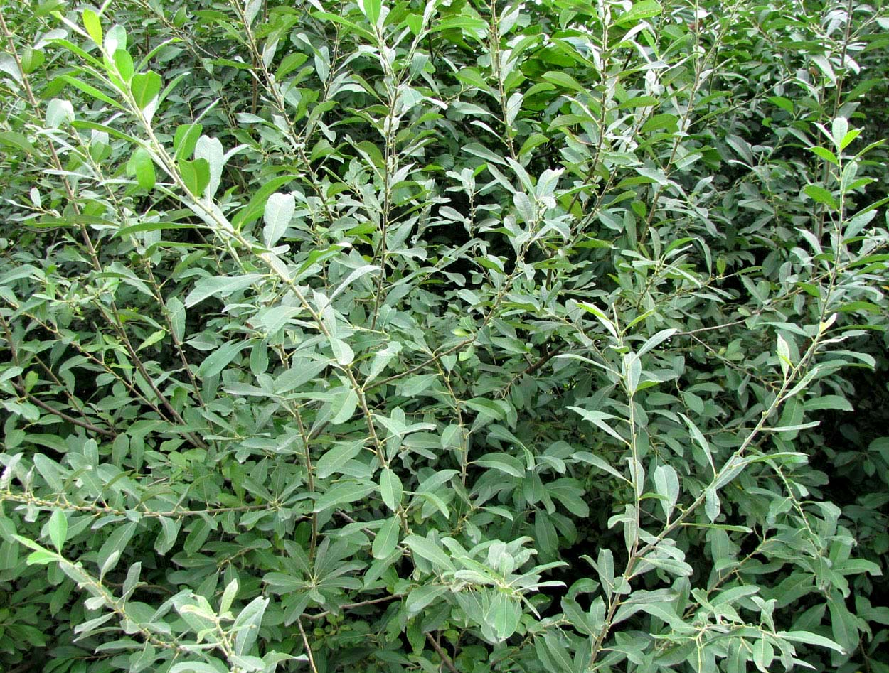 Изображение особи Salix cinerea.