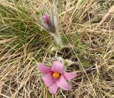 Pulsatilla vulgaris